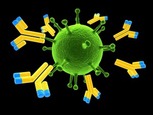 Зеленые "усики" - антигены. На эти вещества на поверхности клетки образуются антитела. Они отмечены желтым цветом.