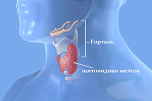 Вид щитовидной железы